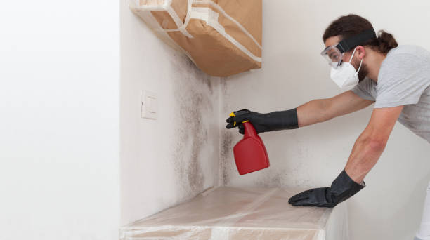 Professional Black Mold Removal technician working in Valley Lee, MD